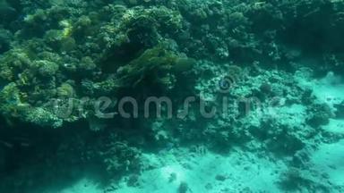 海底美丽珊瑚礁的4k视频。 五颜六色的<strong>鱼儿</strong>游来游去